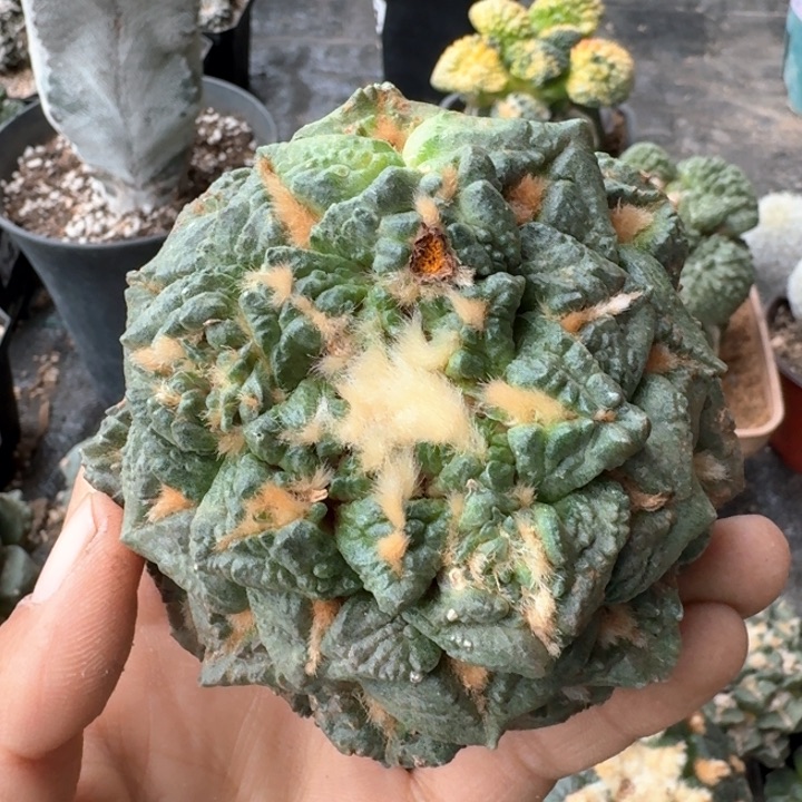 060老金毛龟甲牡丹