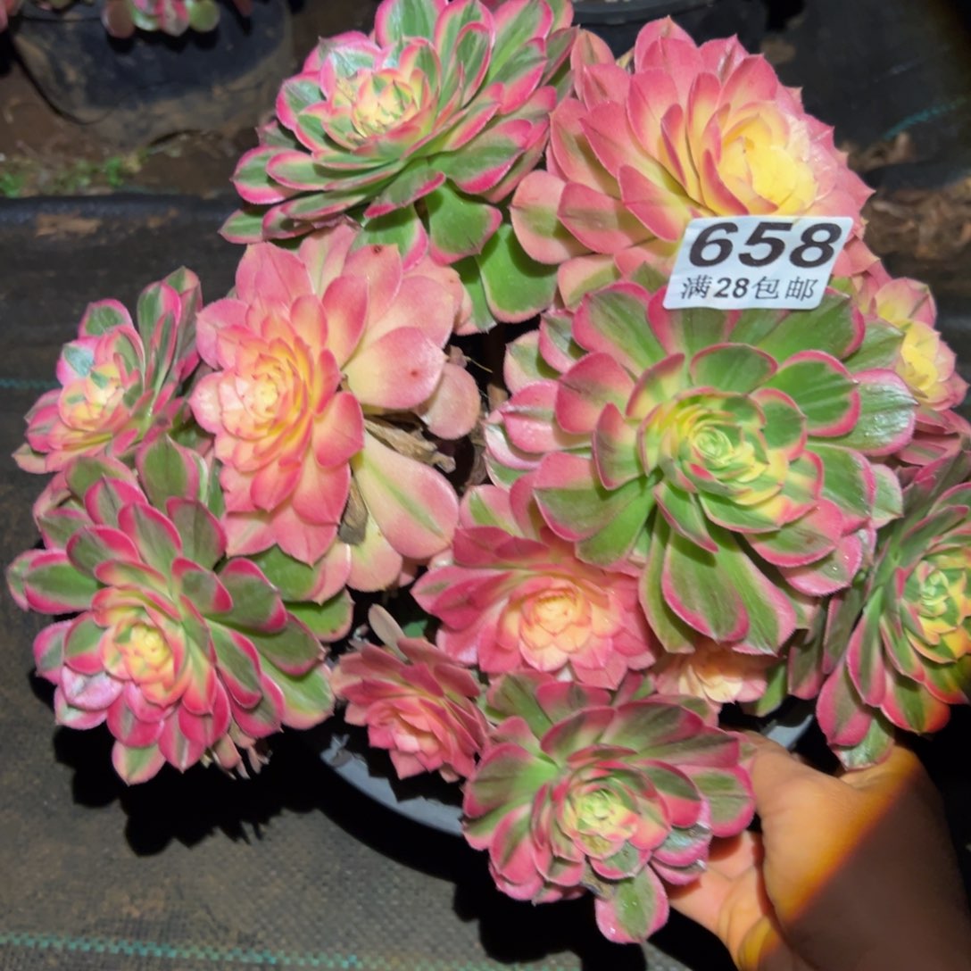 若***嫣多肉植物658海神的