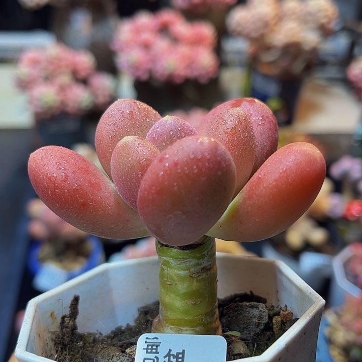 012 芒果奶金蟾6 厘米