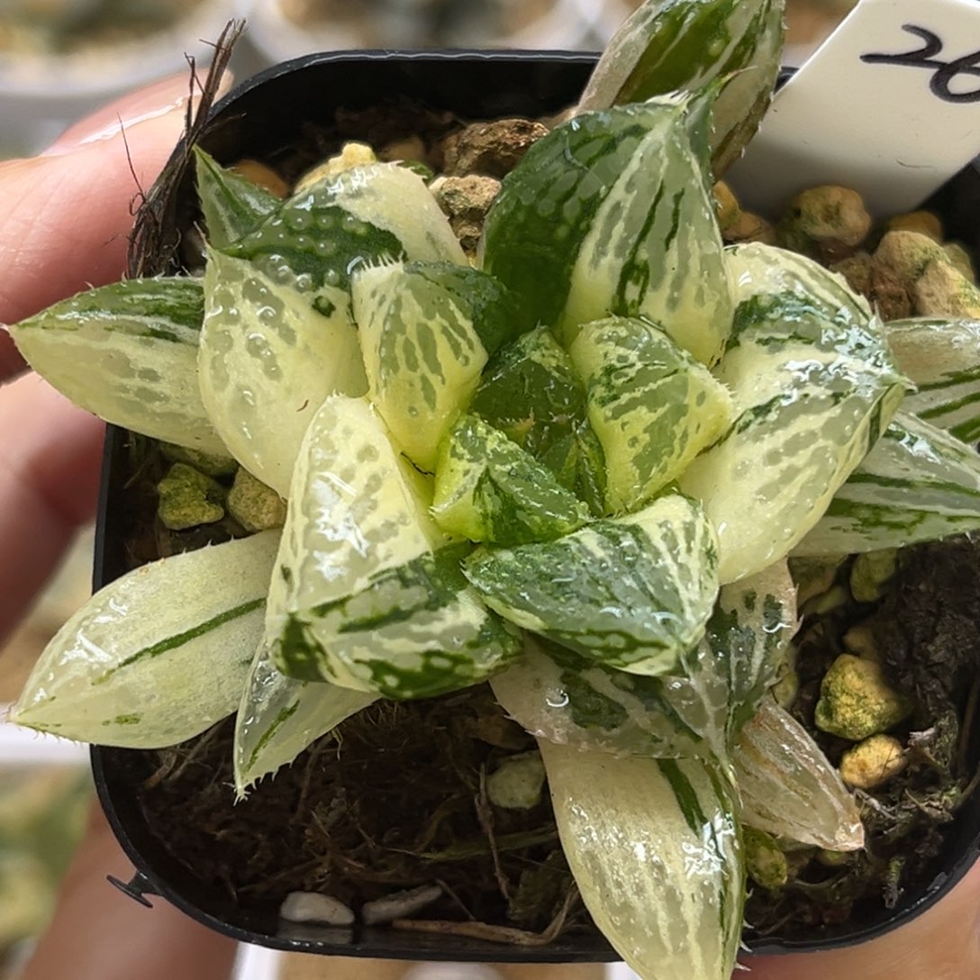 26巨大丸叶宝莲灯玉露锦福利专场