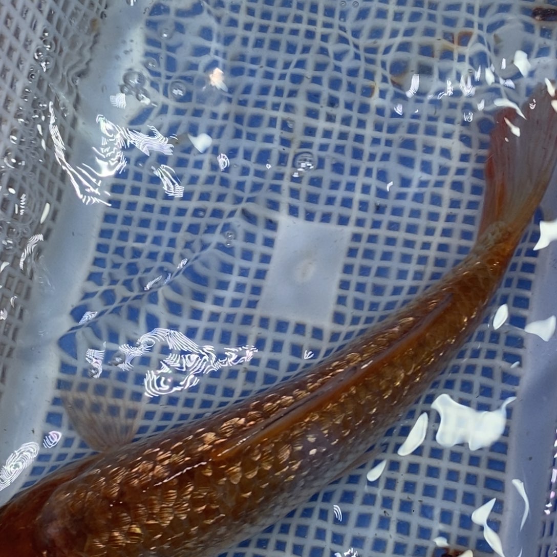 锦鲤冷水锦鲤包邮