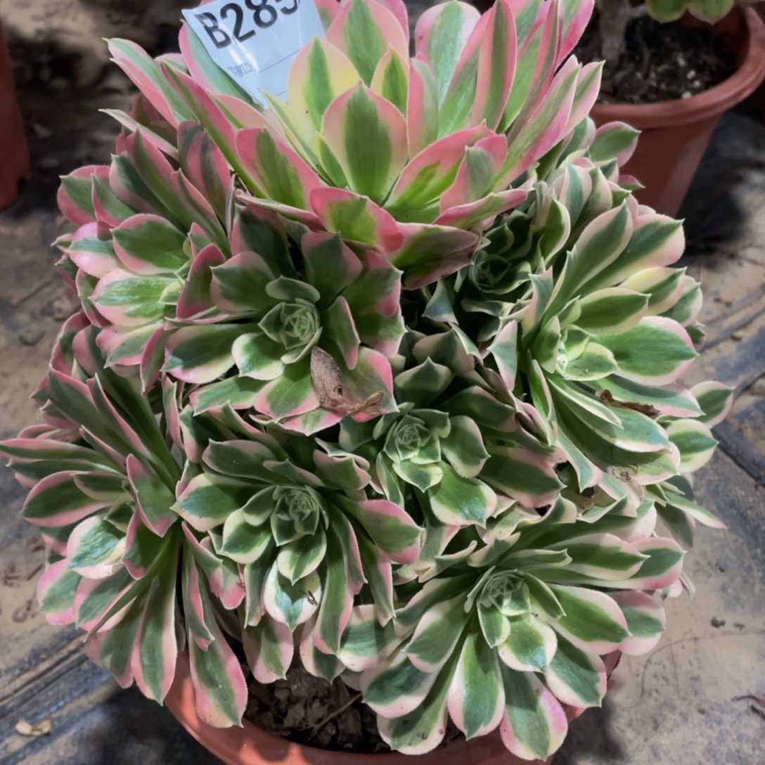 285白凤11111多肉