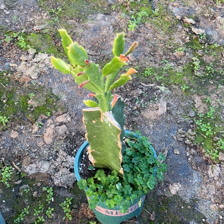 王***力61号052，白色重瓣，