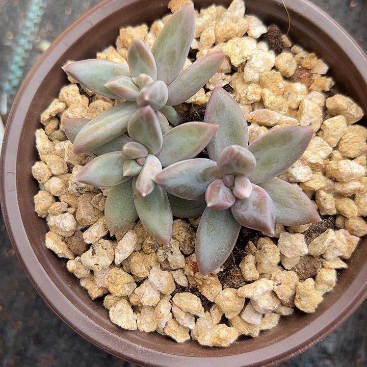 ****姨美人特价一物一拍