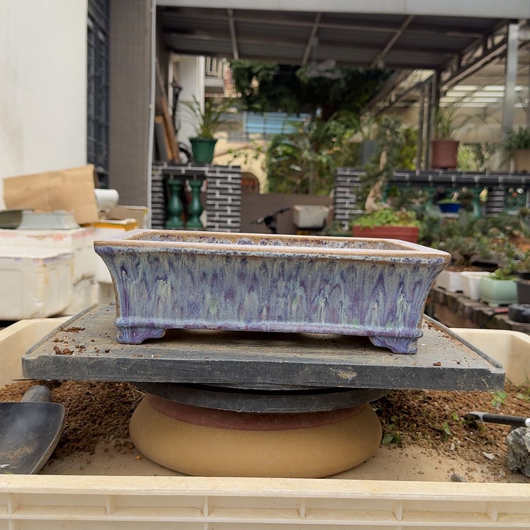 红陶g g g g g vvvv