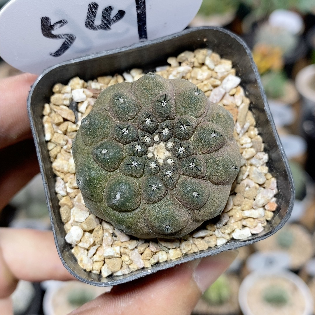 仙人球块根一物一拍 549号实生蜥蜴皮3.7cm