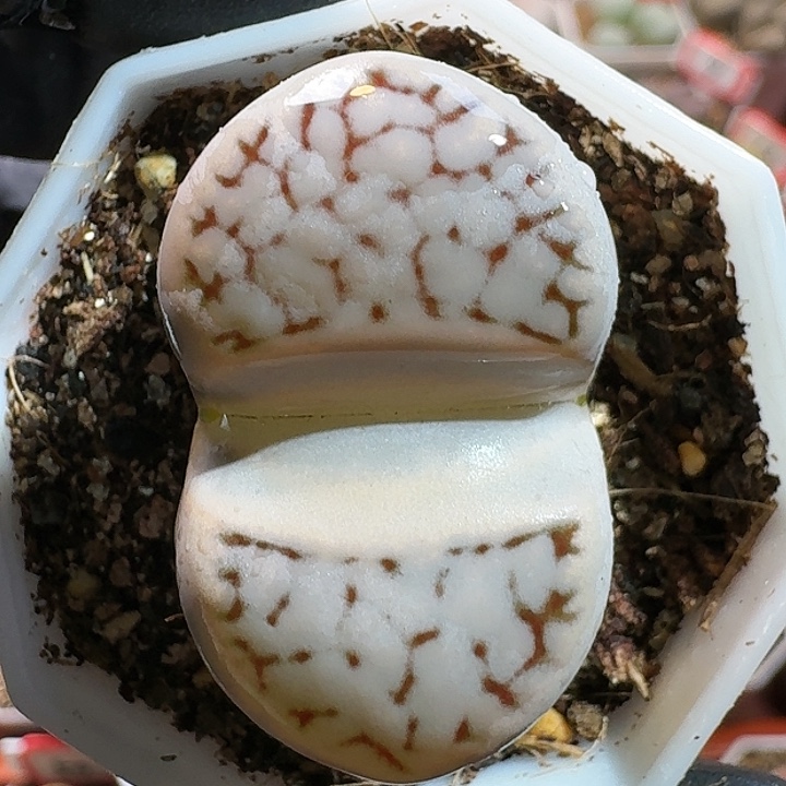 生石花1111111。   329