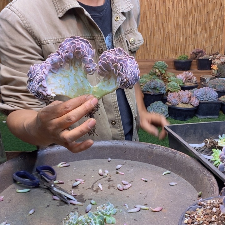 哈***哈44号汉堡多肉植物