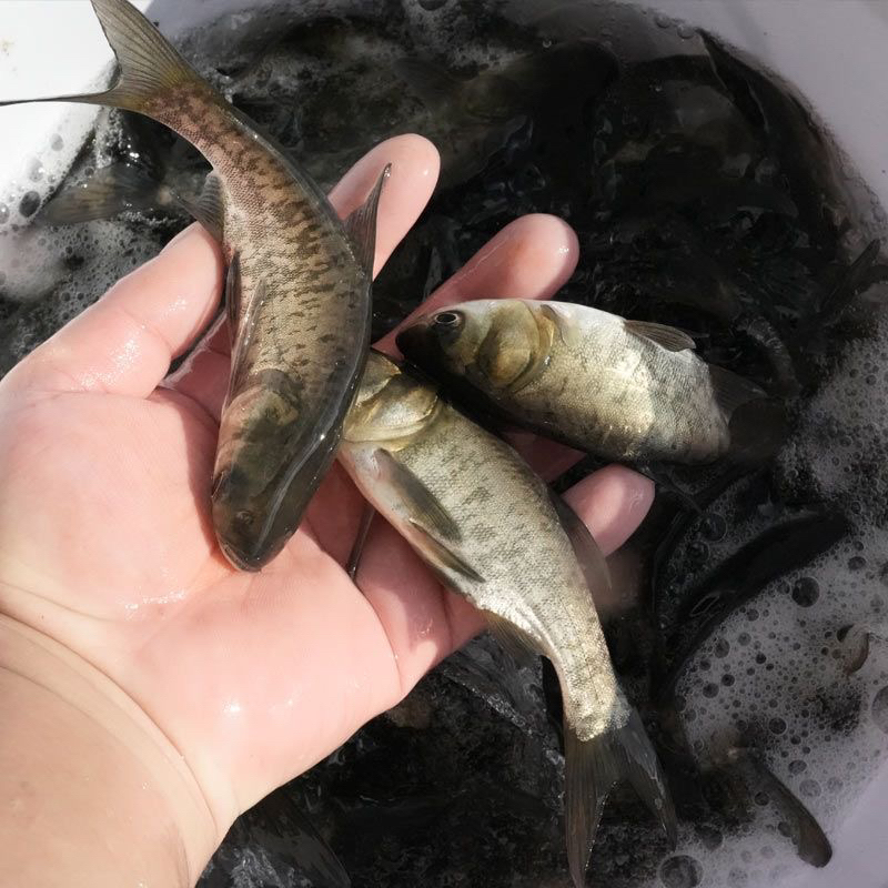 【正品保证】大头黑花调水鲢庸四大家鱼可食用淡水宠物鱼食用均可