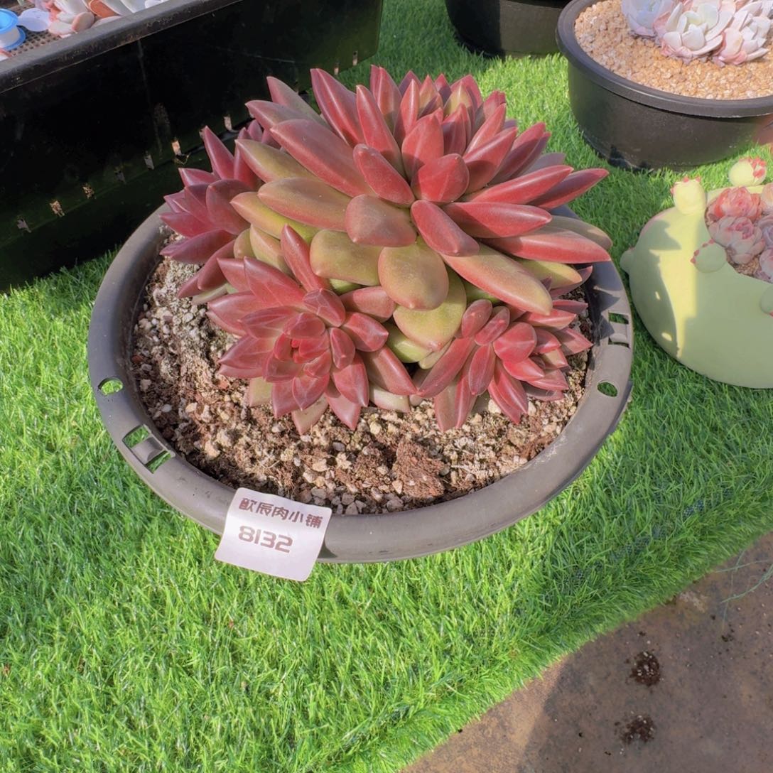 多肉植物迷雾泡泡8132