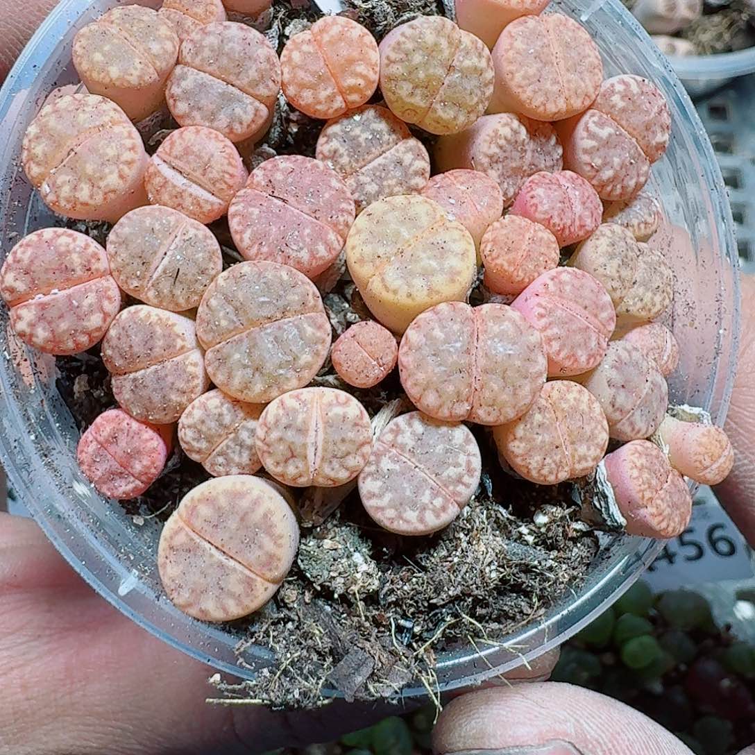 453 多肉植物多肉植物