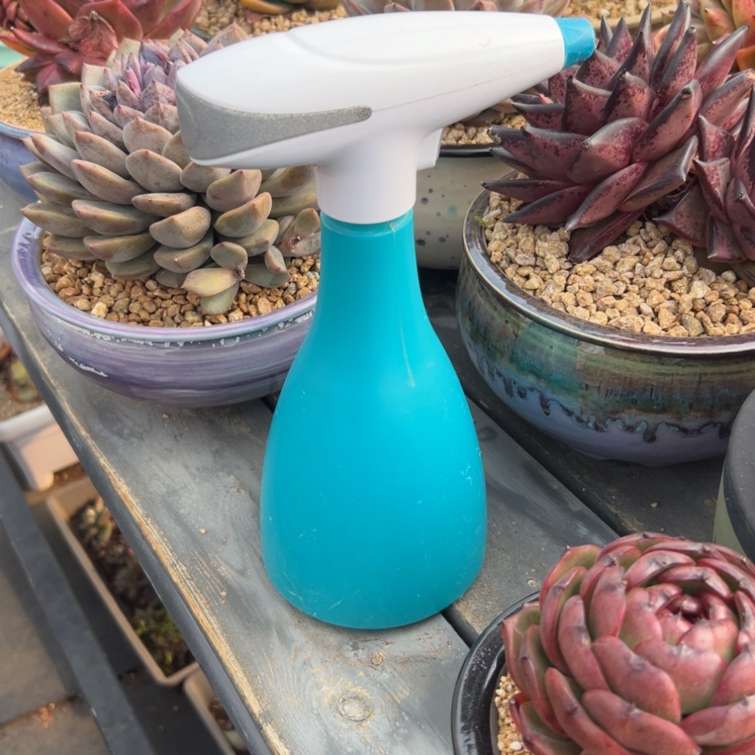 多肉一物一拍0217-电动水壶