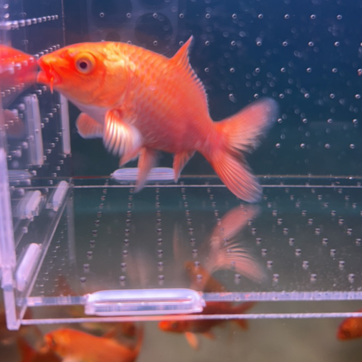 红蝴蝶鲤冷水观赏鱼招财长尾淡水鱼好养耐活纯种普身红色