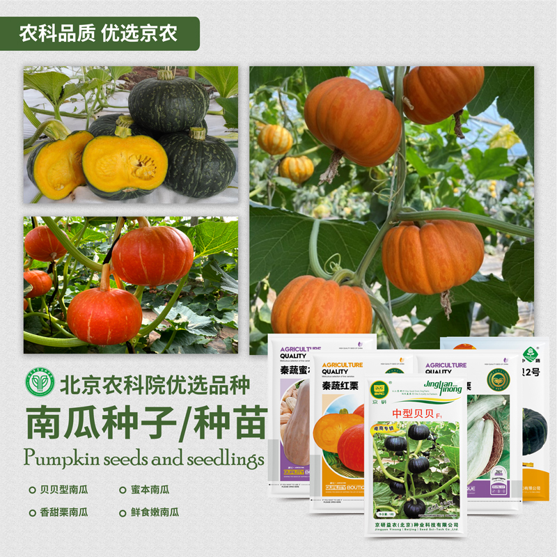 农科院南瓜种子甜贝贝南瓜蜜本南瓜板栗香观赏玩具巨型南瓜种籽孑