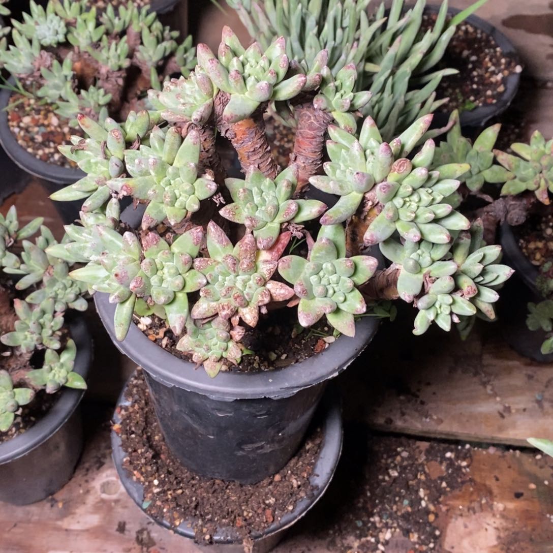 2186哈哈哈哈哈哈哈哈哈哈哈多肉