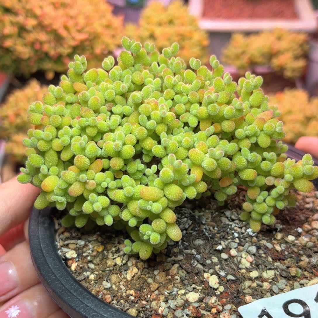 191金桔可爱多肉植物