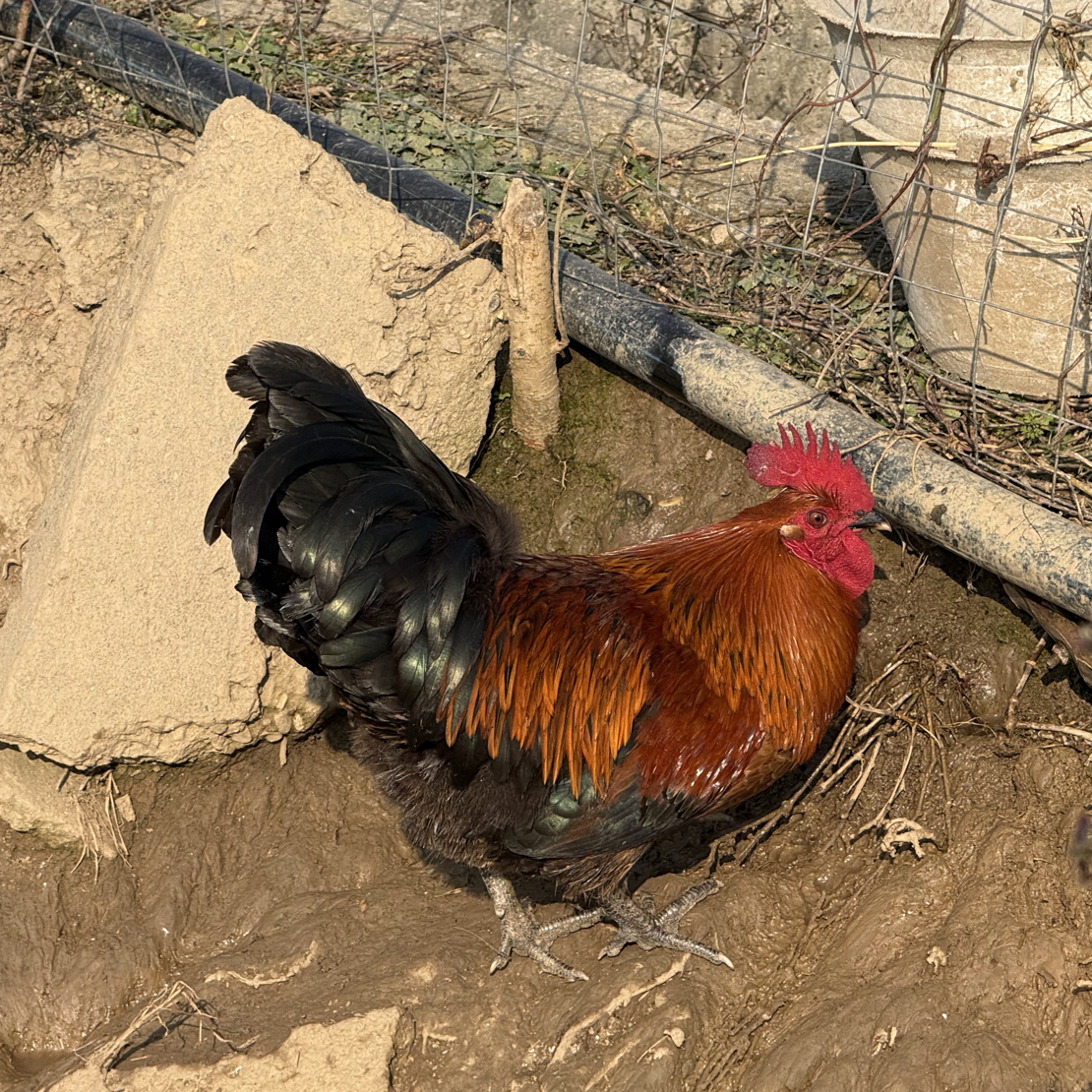 鸡蛋哥农场散养土公鸡现鸡净重1250g新鲜滋补饲养 包冰率10%以内