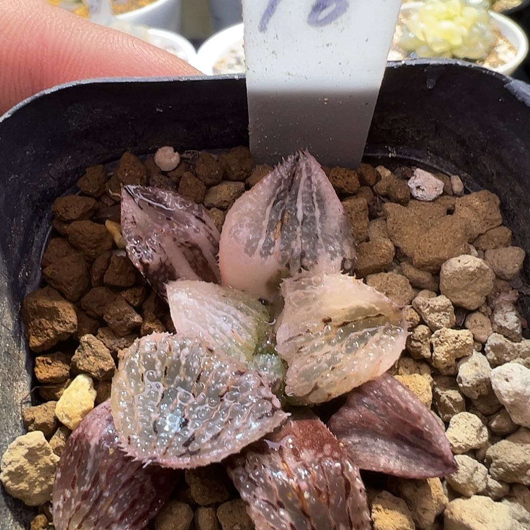 16号粉白银锦特选福利