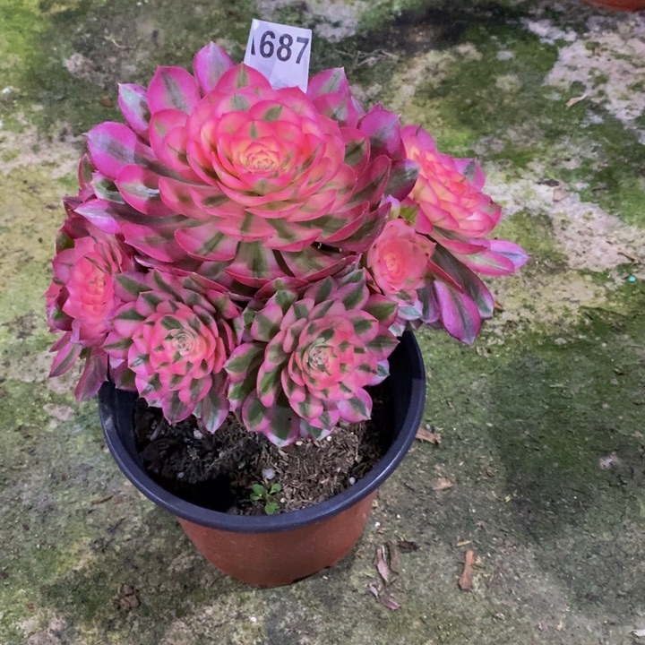 倾城多肉植物687