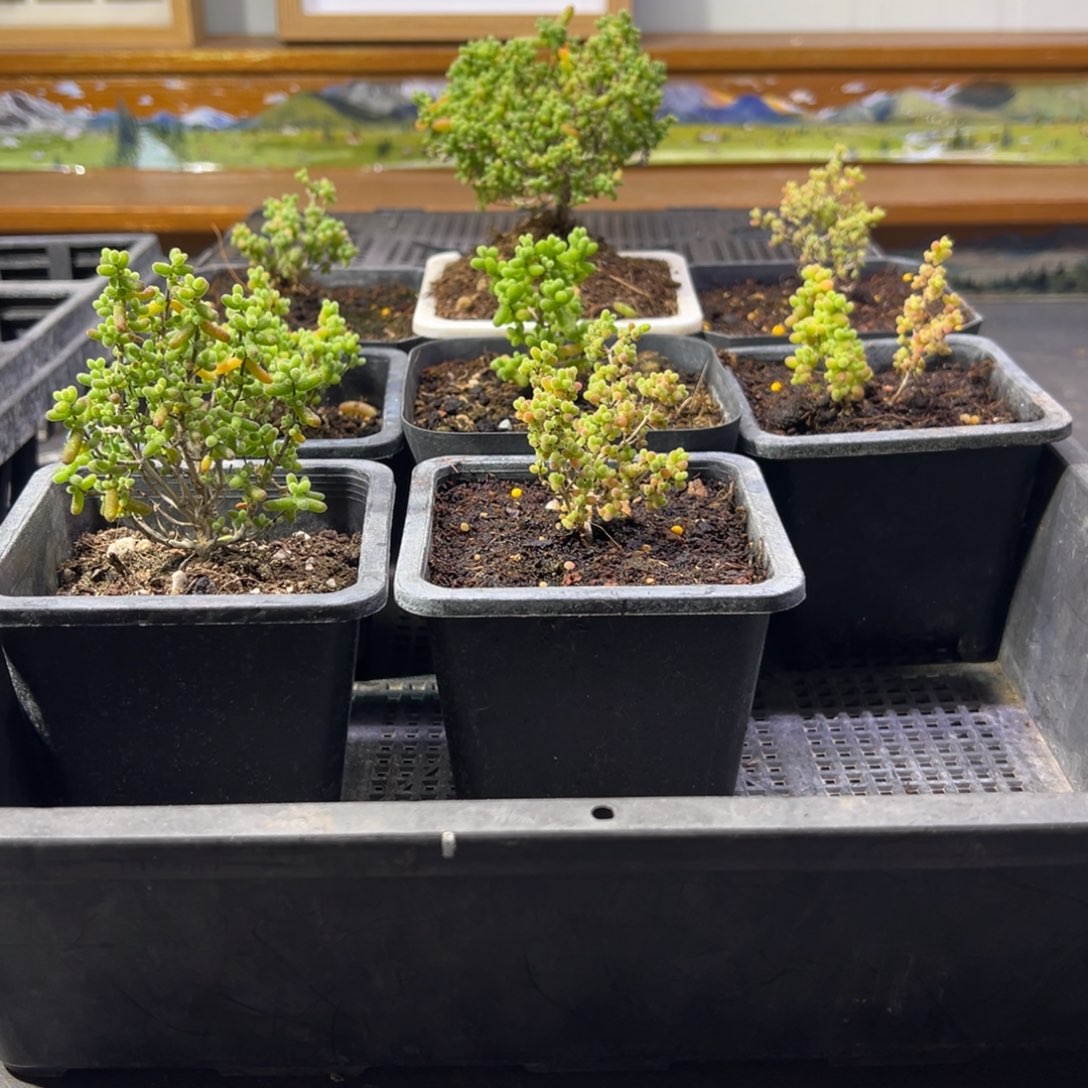 石***！枝干番杏多肉植物306