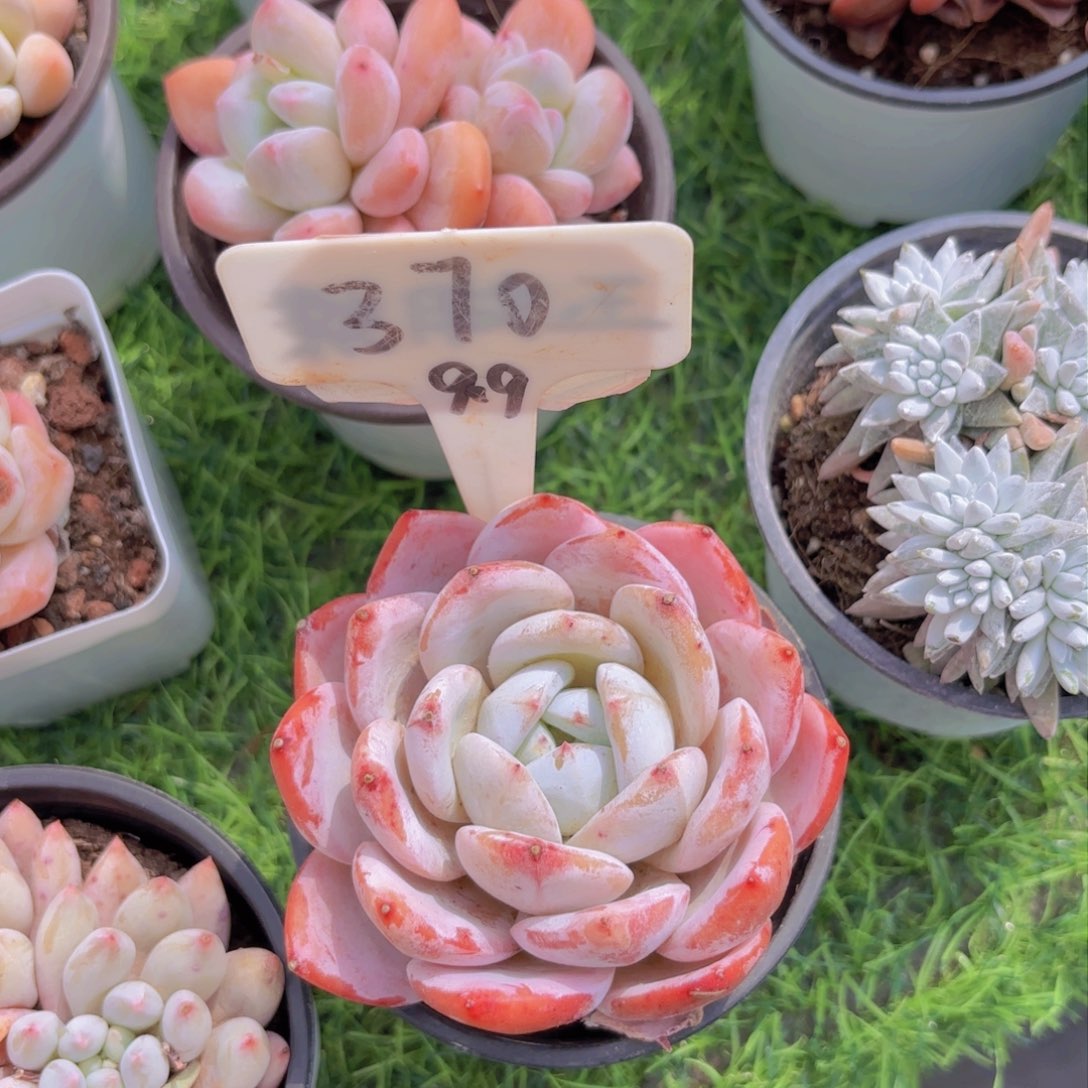 柠*檬啦啦啦啦啦啦啦啦