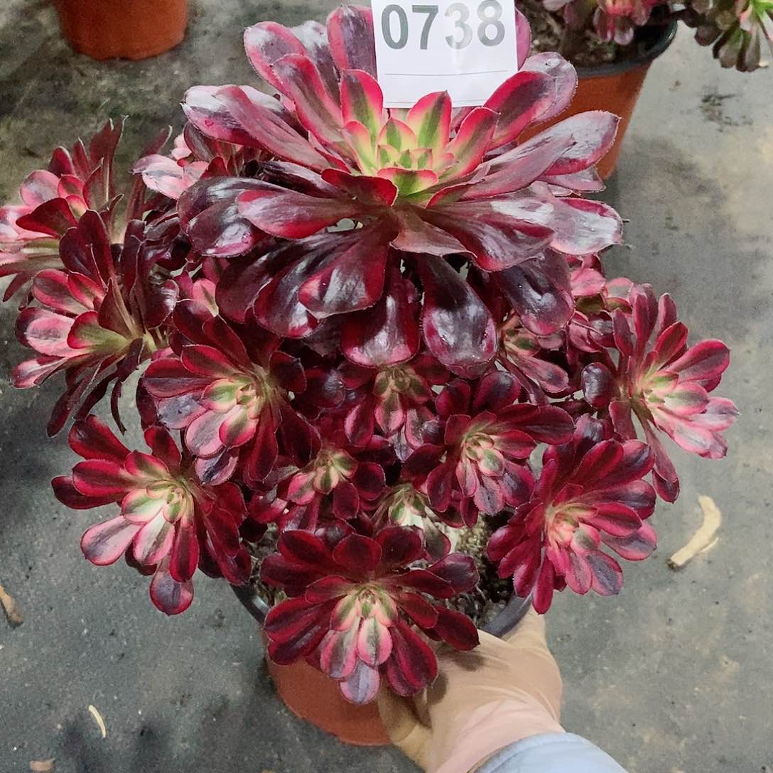 红陶0738香奈儿3多肉