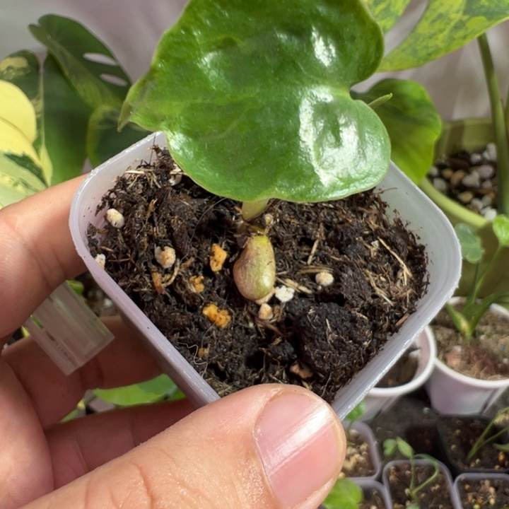 包***人完全开放龟背竹种苗