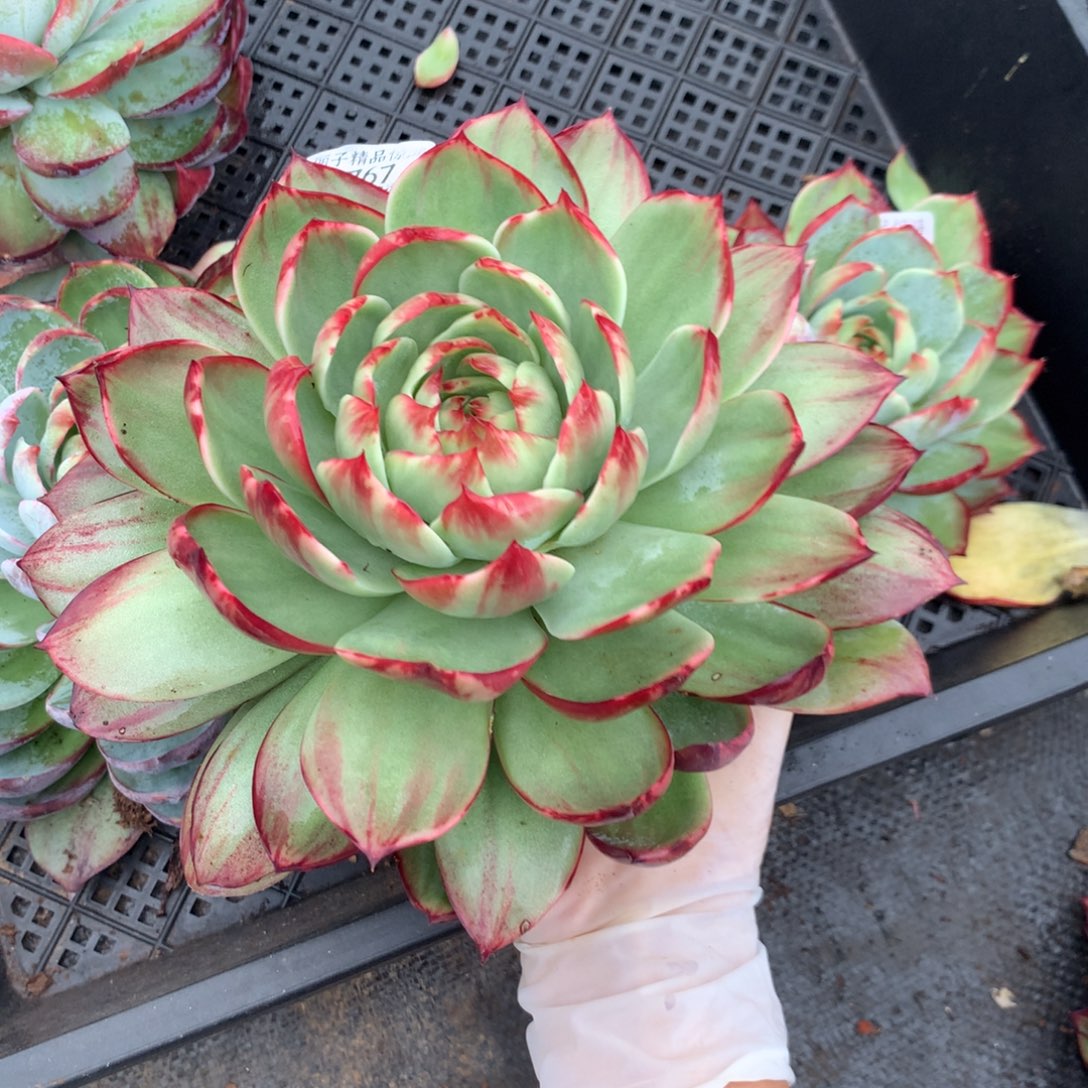 2767号多肉植物惊鸿22厘米