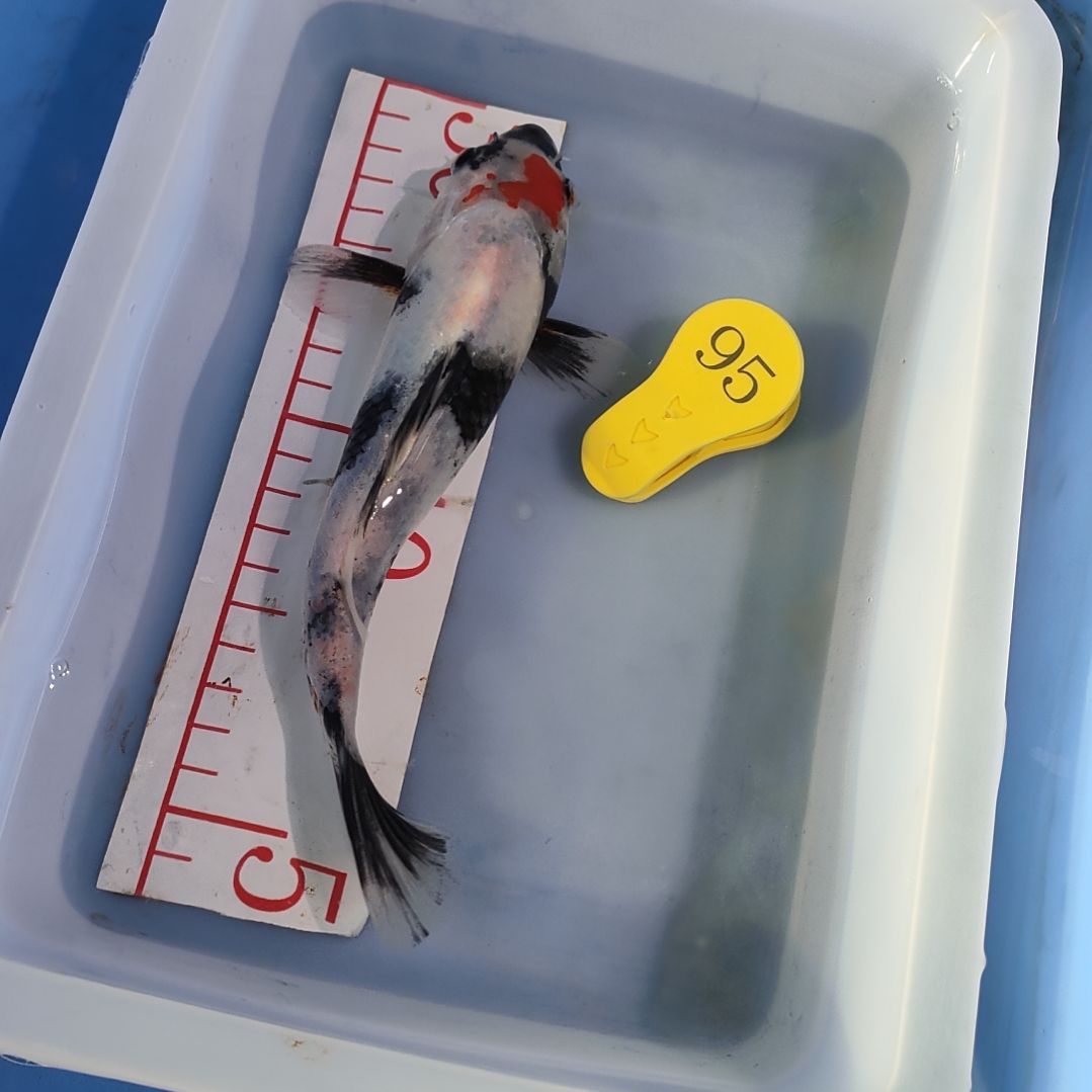 海水鱼红白大正昭和菲血白写