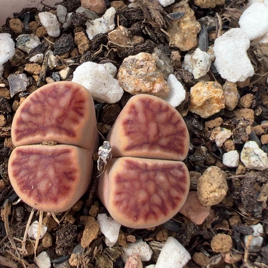 58多肉植物百科知识