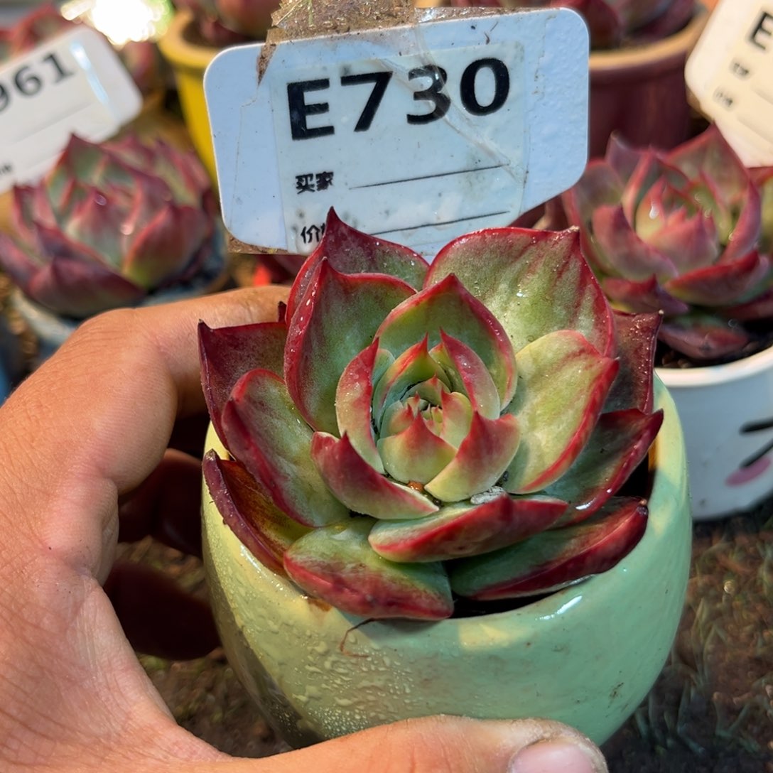 惊鸿一瞥730多肉