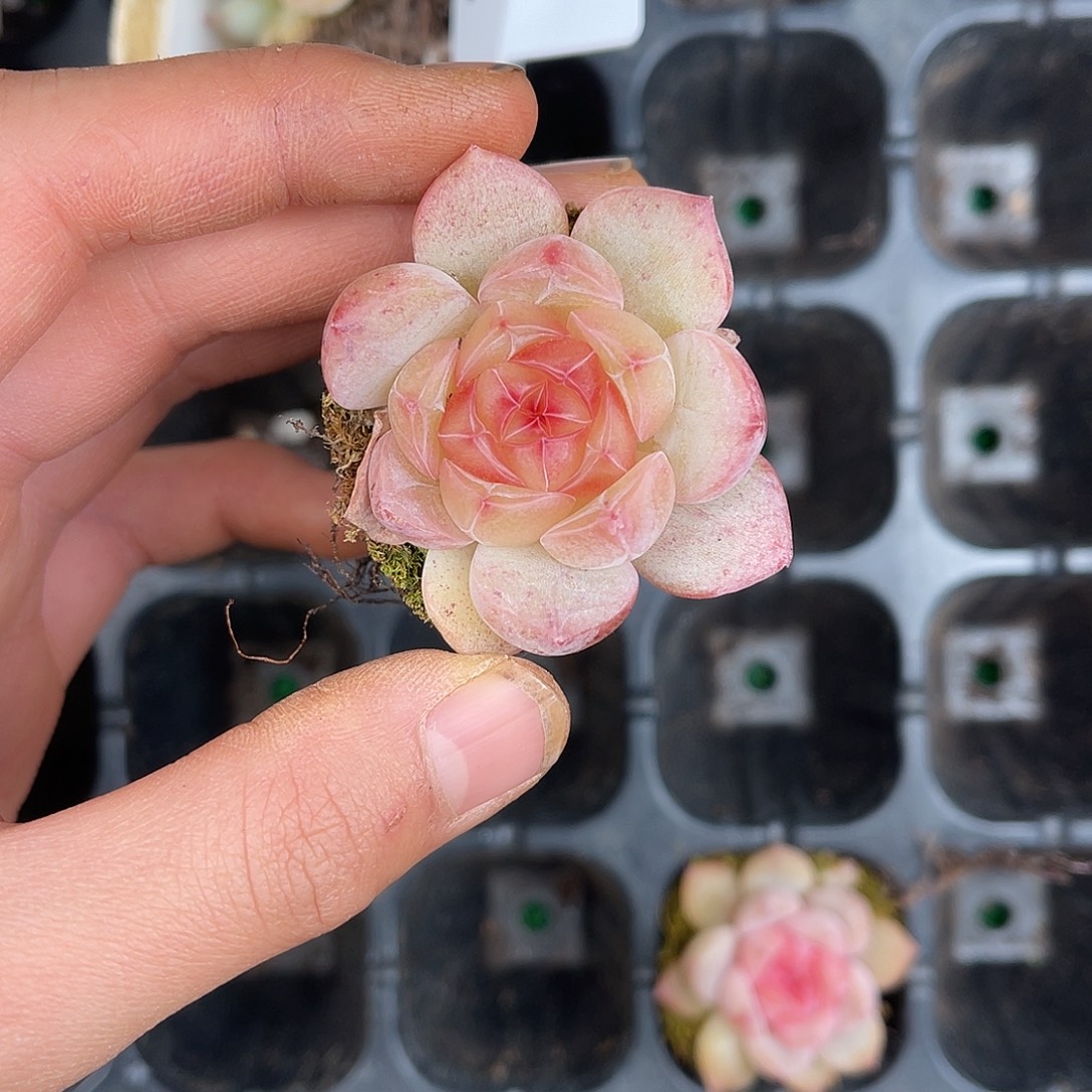 多肉一物一拍29-179