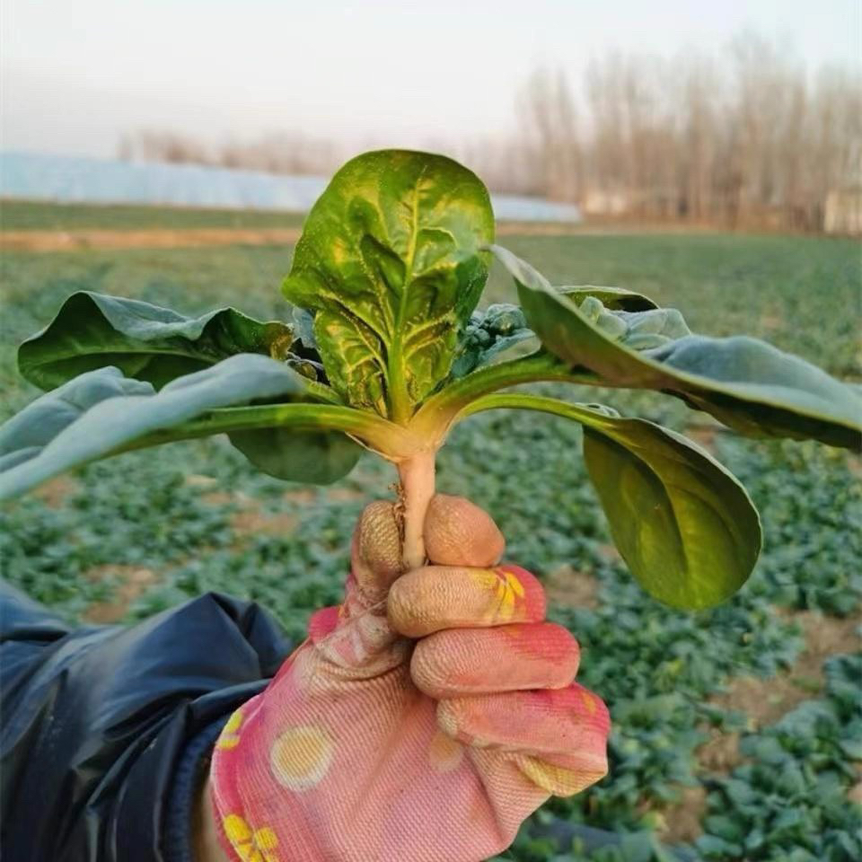 新鲜露天红根趴地矮秆菠菜现挖现发农家自种菠菜