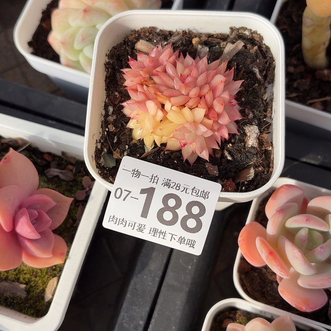 女雏锦无盆土无发货