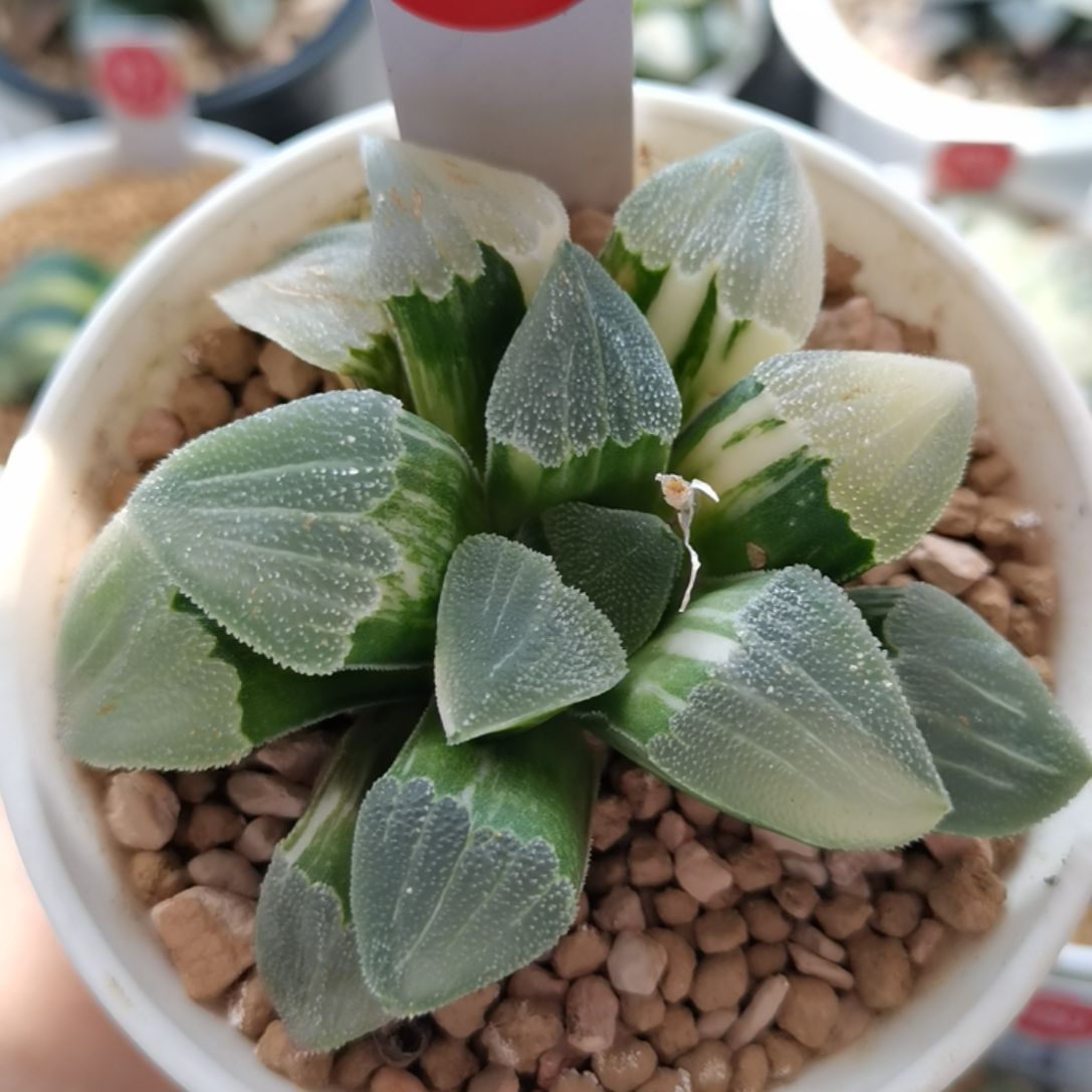 293号磨面锦一物一拍带盆土发货