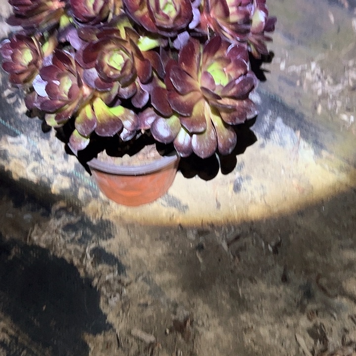 法师一物一拍链接98
