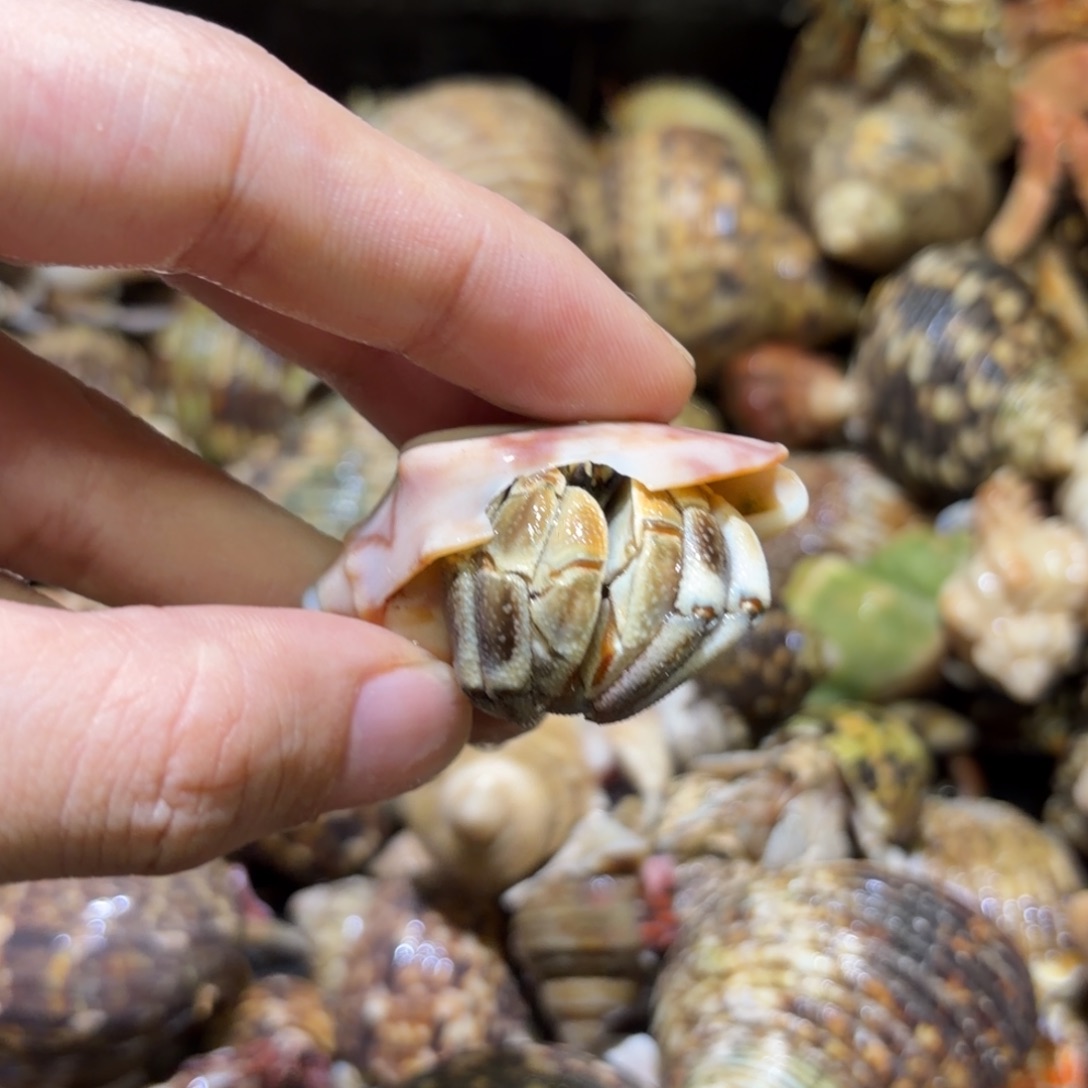 活体寄居蟹 不退不换 18