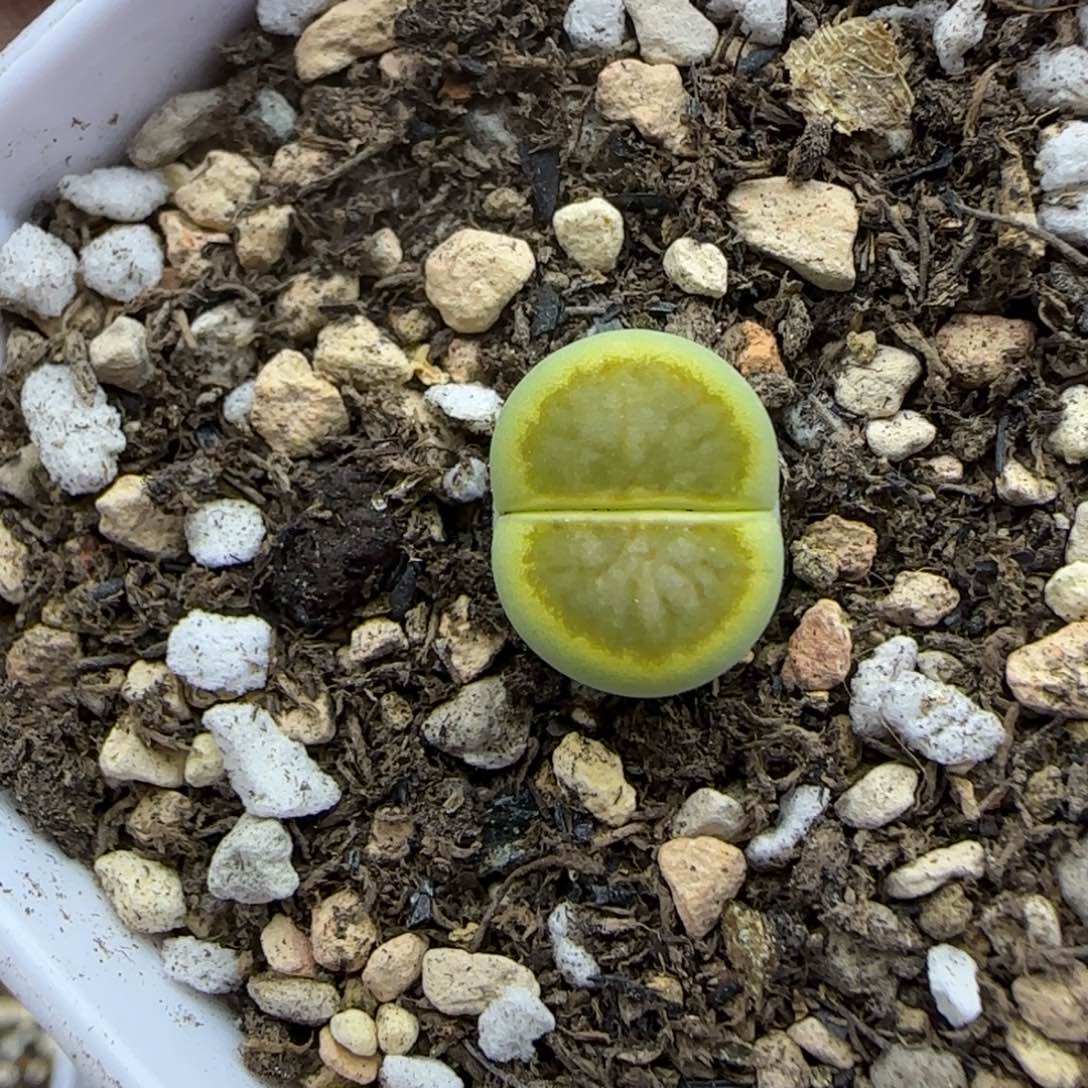 绿菊福利生石花大棚直播