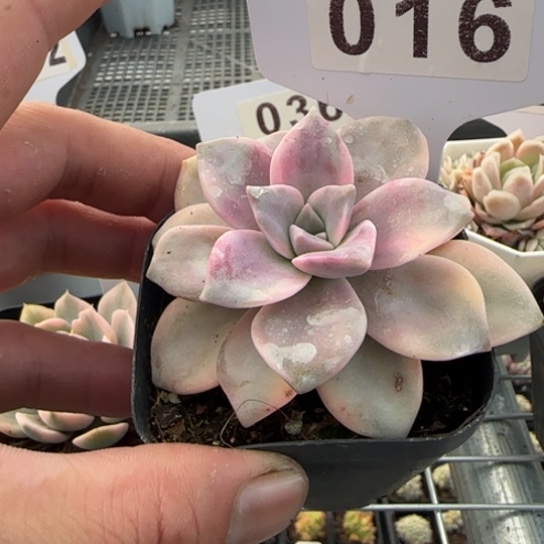 16 一物一拍多肉