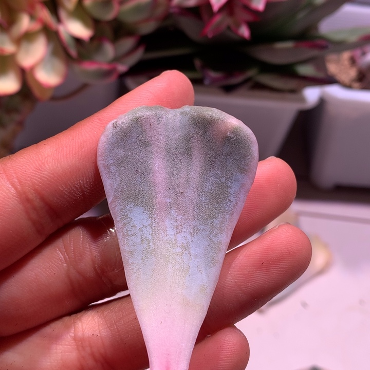 饺子皮叶子拉丝的