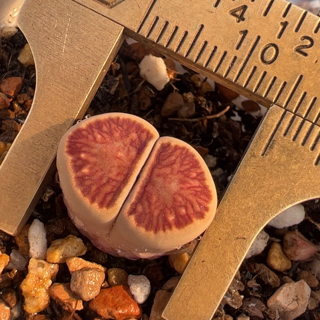 丝绒红窗菊母本多肉植物