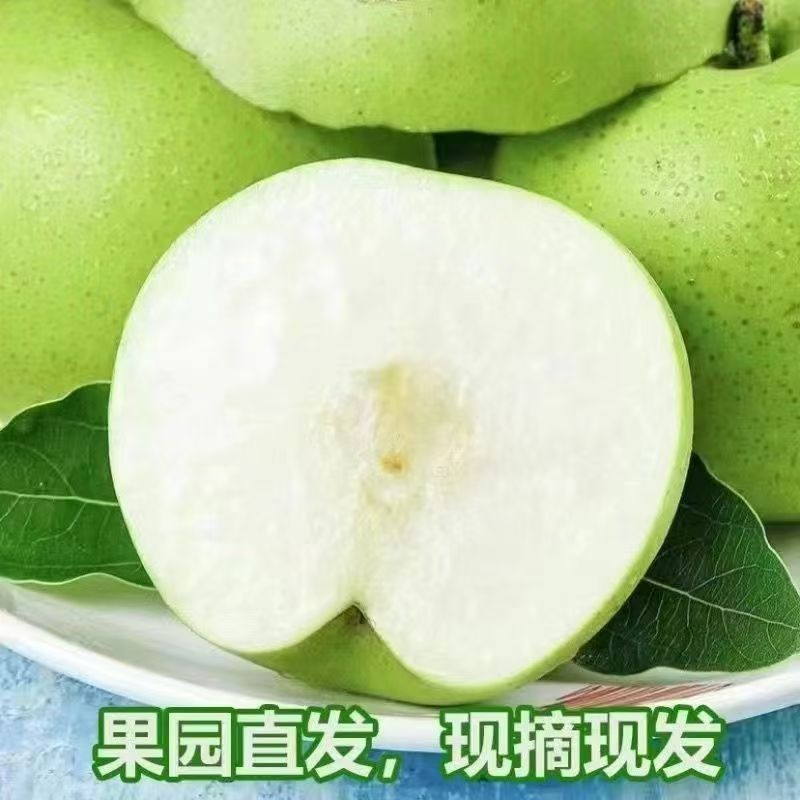 【苹果梨】密云本地深山老树苹果梨绿宝石梨青皮密梨现摘现发4-8斤北京市