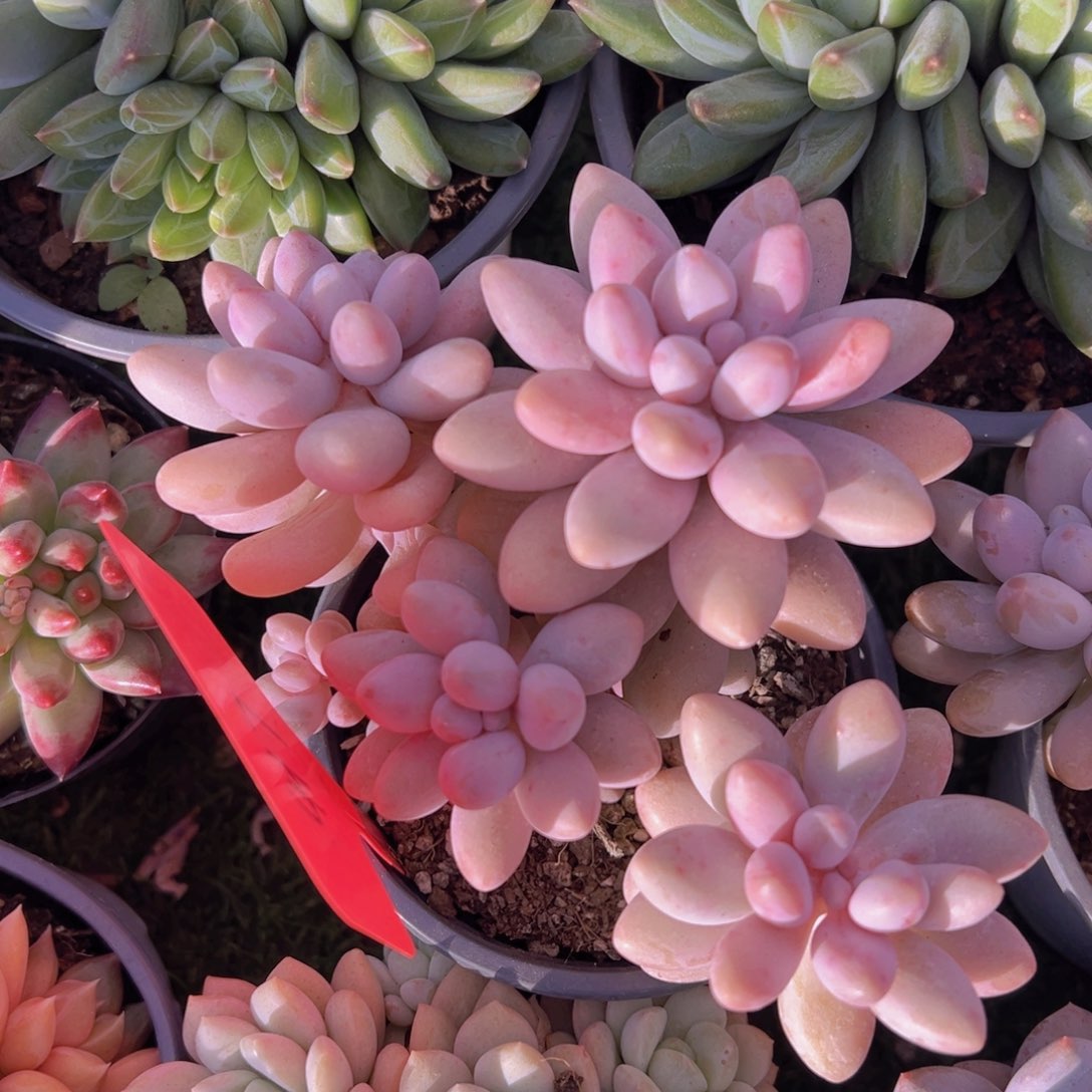 香玉的故事是一个人的