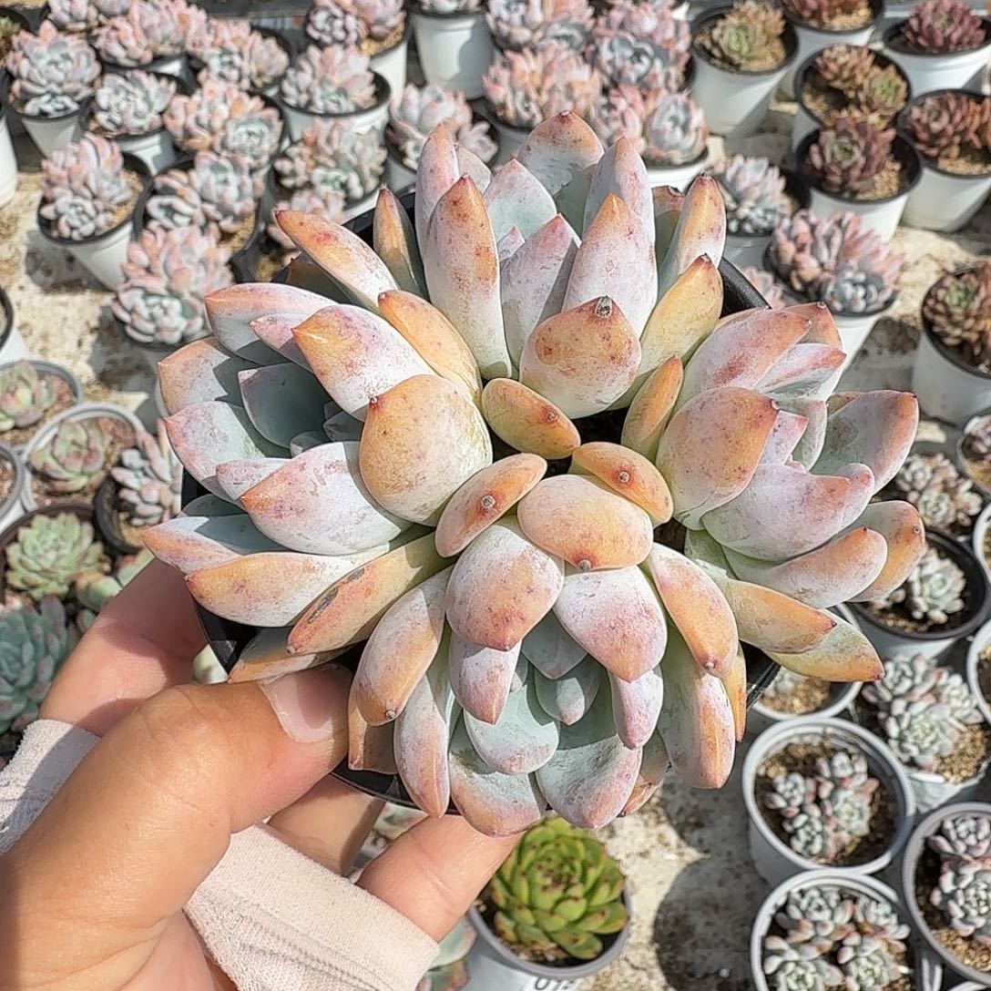 125十公分四头无砍芙蓉雪莲满20包邮