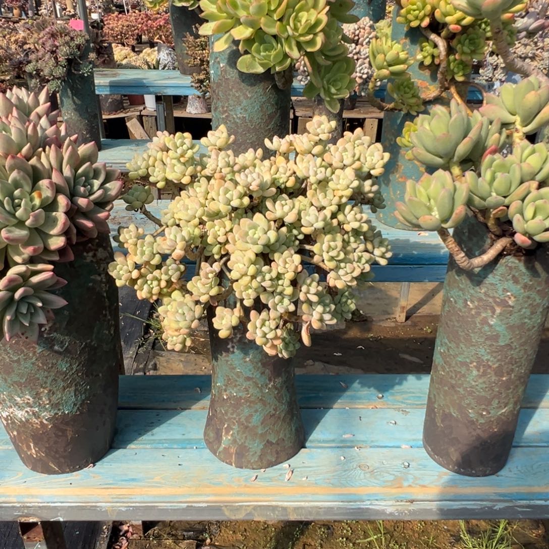 精品雪酪蛋糕妖桩 裸肉