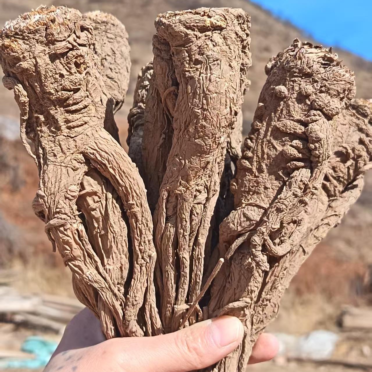 西北甘肃原产地整根中大条八九成干当归可煲汤泡酒滋补养生中药材