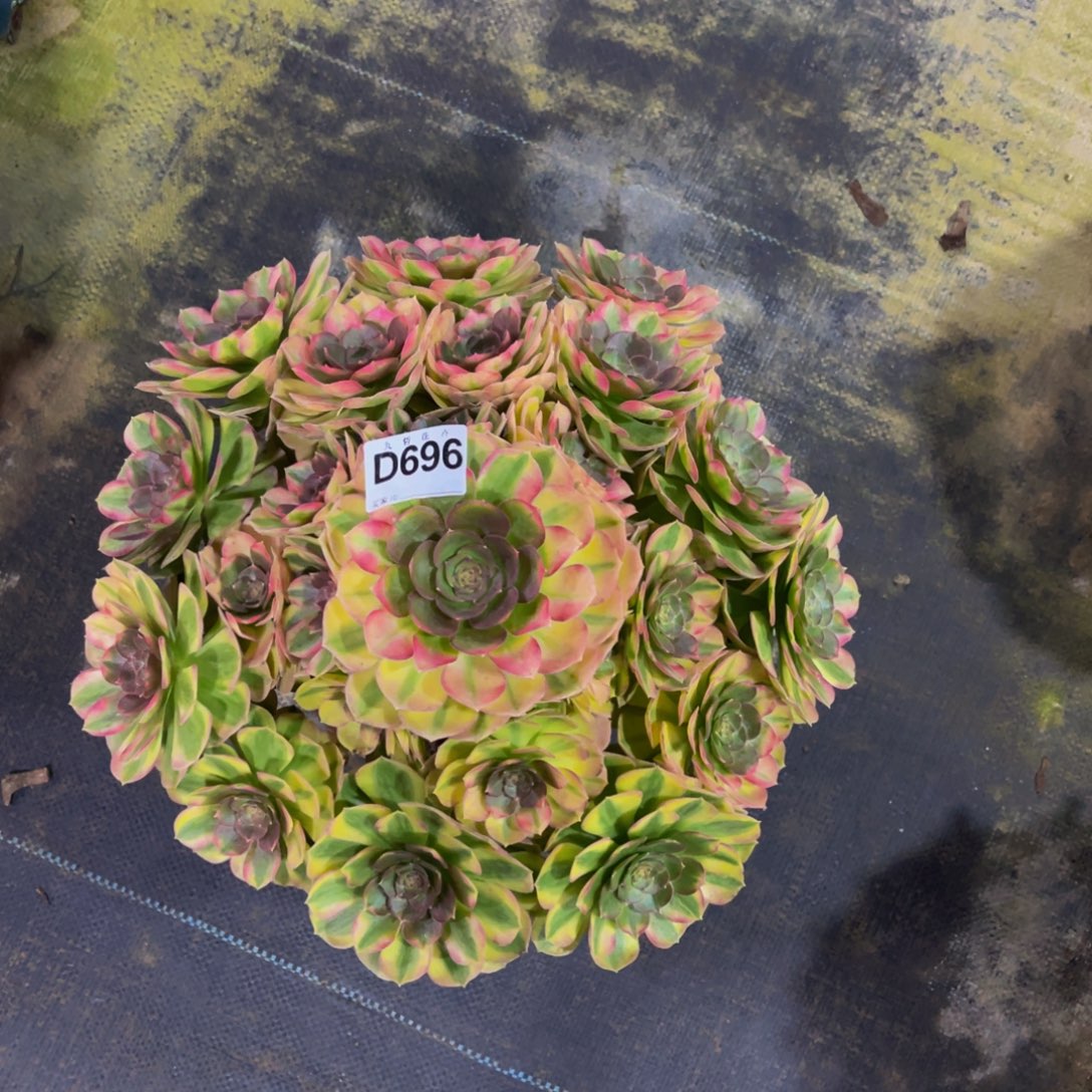 69600雨荷福利一颗