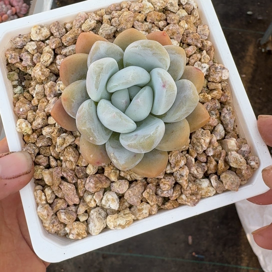 雷拉洛 单头  一物一拍