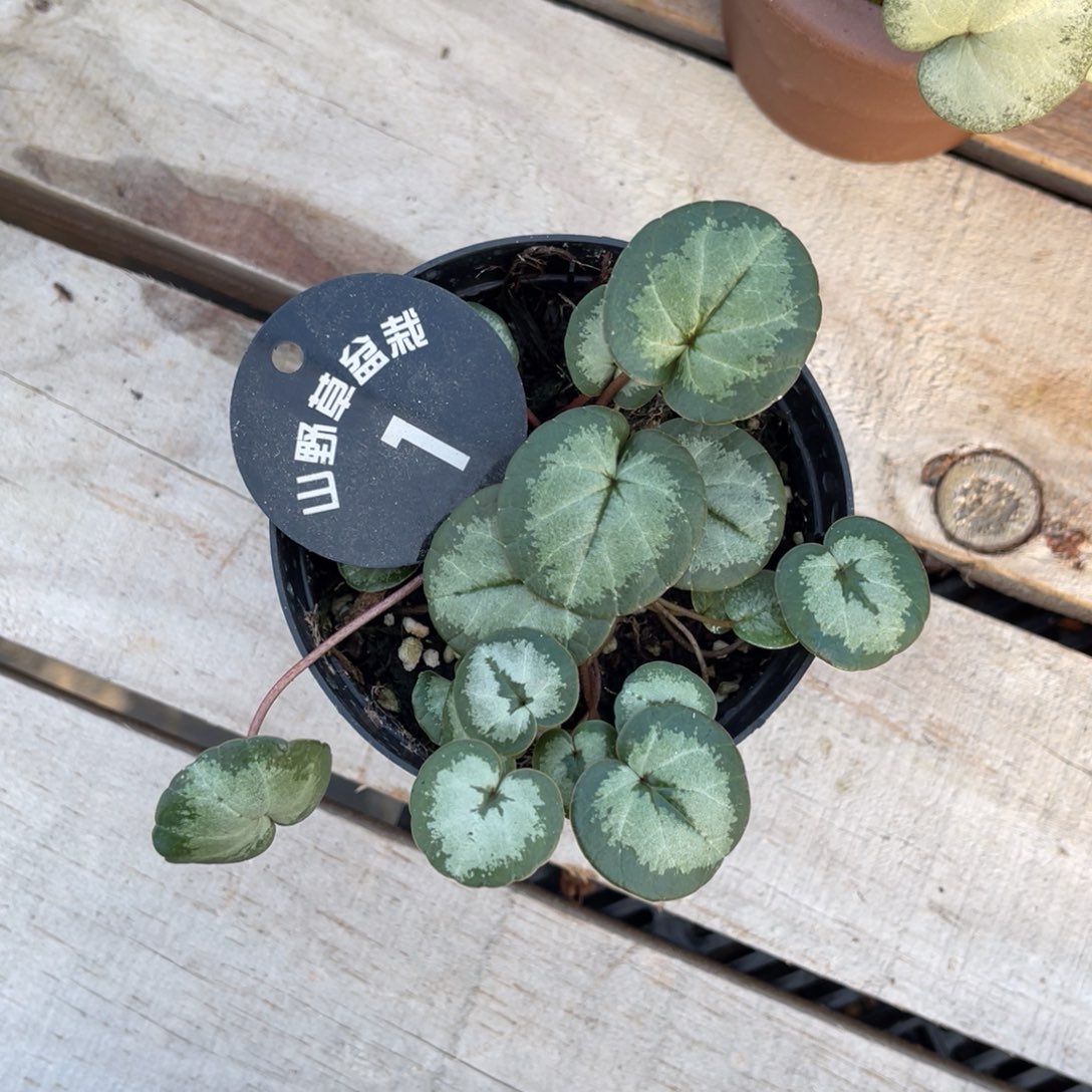 兰***心完全开放盆栽植物