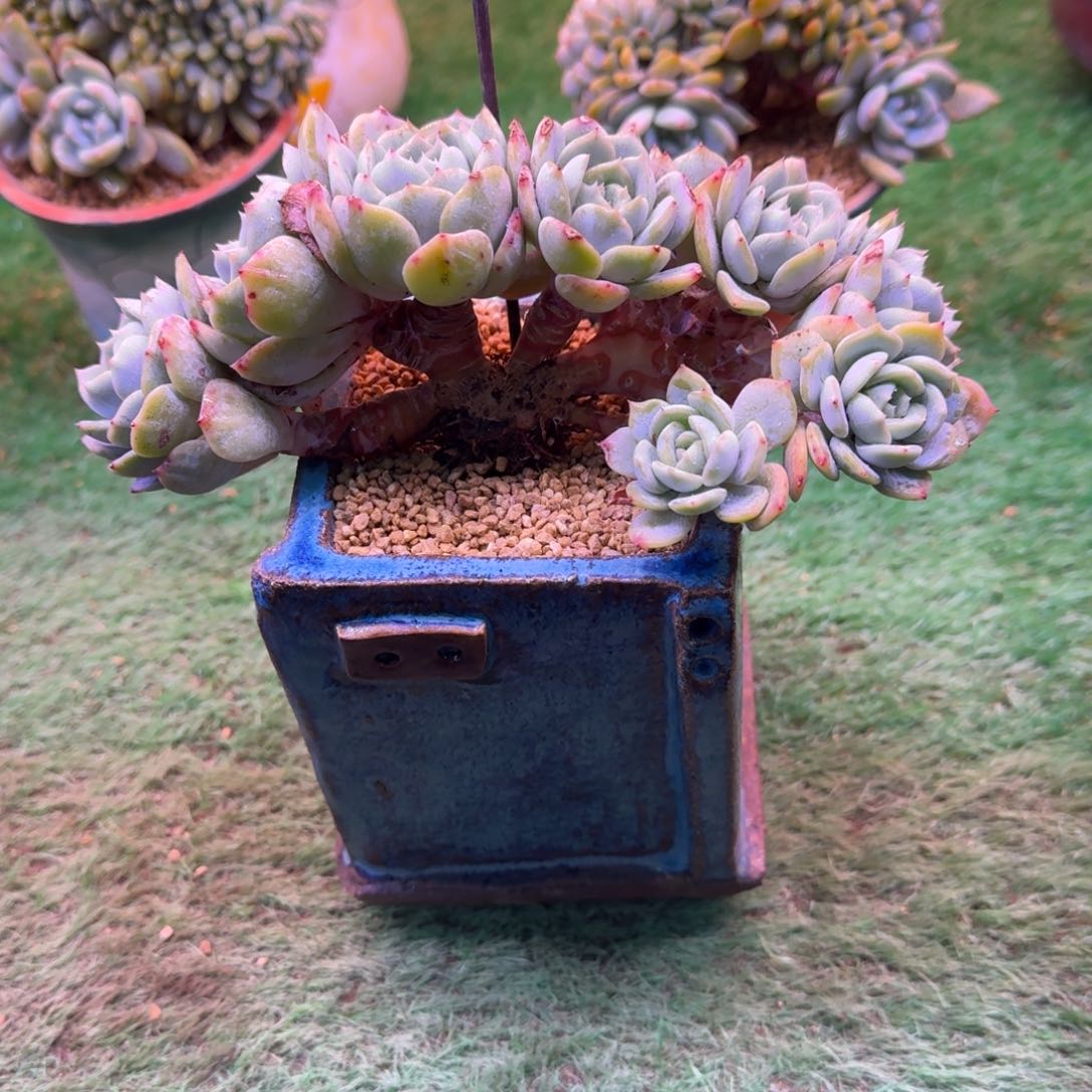 劳林缀化朵朵树缀10